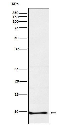 Western blot analysis of Neuronatin expression in SH-SY5Y cell lysate.
