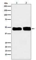 Western blot analysis of C4 binding protein expression in (1) Human plasma lysate; (2) Rat plasma lysate.
