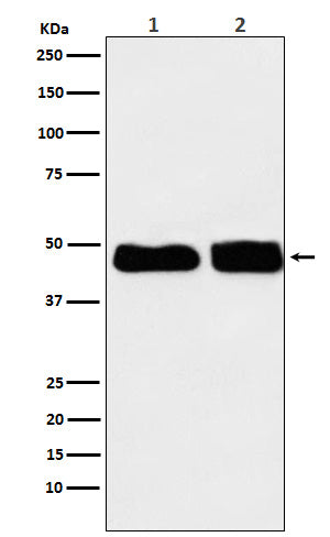 Western blot analysis of C4 binding protein expression in (1) Human plasma lysate; (2) Rat plasma lysate.