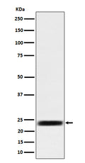 Western blot analysis of ARFRP1 / ARP  expression in 293 cell lysate.