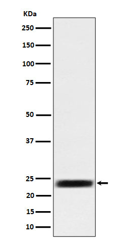Western blot analysis of ARFRP1 / ARP  expression in 293 cell lysate.