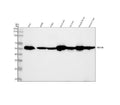 Anti-alpha Tubulin TUBA1B Rabbit Monoclonal Antibody