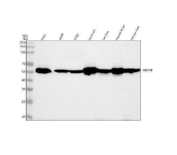 Anti-alpha Tubulin TUBA1B Rabbit Monoclonal Antibody