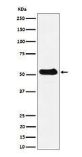 Western blot analysis of alpha Tubulin (acetyl K40) expression in Mouse spleen cell lysate.