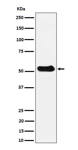 Western blot analysis of alpha Tubulin (acetyl K40) expression in Mouse spleen cell lysate.