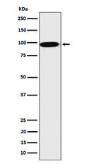 Western blot analysis of CLPTM1 expression in HepG2 cell lysate.