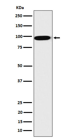 Western blot analysis of CLPTM1 expression in HepG2 cell lysate.