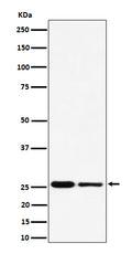 Western blot analysis of PMF1 expression in (1) HeLa cell lysate; (2) RAW 264.7 cell lysate.