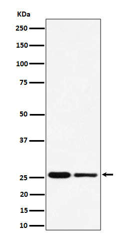 Western blot analysis of PMF1 expression in (1) HeLa cell lysate; (2) RAW 264.7 cell lysate.