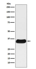 Anti-GAL4 Monoclonal Antibody