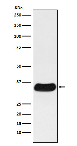 Anti-GAL4 Monoclonal Antibody