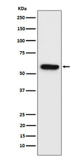 Western blot analysis of Synapsin II expression in Neuro-2a cell lysate.