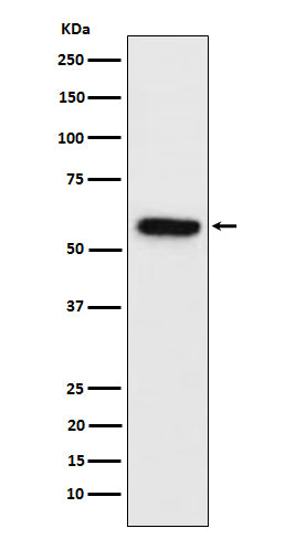 Western blot analysis of Synapsin II expression in Neuro-2a cell lysate.