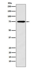 Western blot analysis of Synapsin II expression in Human fetal brain lysate.