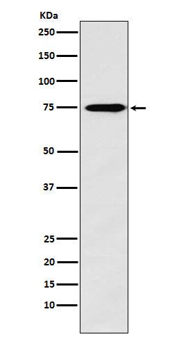 Western blot analysis of Synapsin II expression in Human fetal brain lysate.