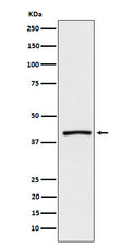 Western blot analysis of ATP1B3 expression in mouse brain lysate.