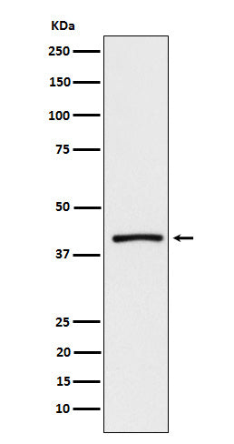 Western blot analysis of ATP1B3 expression in mouse brain lysate.
