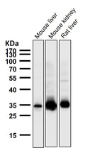All lanes use the Antibody at 1:1K dilution for 1 hour at room temperature.