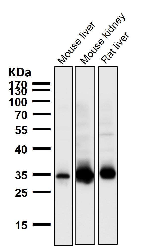 All lanes use the Antibody at 1:1K dilution for 1 hour at room temperature.