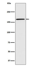 Western blot analysis of Caspr expression in U87-MG cell lysate.