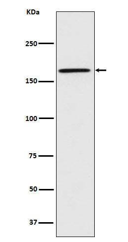Western blot analysis of Caspr expression in U87-MG cell lysate.