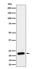Western blot analysis of NDUFB9 expression in HEK293 cell lysate.