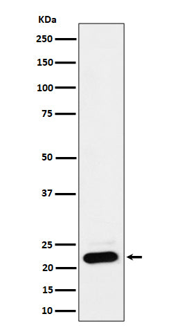Western blot analysis of NDUFB9 expression in HEK293 cell lysate.