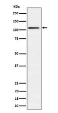 Western blot analysis of Ube1L / UBA7 in HepG2  cell lysate.