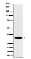 Western blot analysis of TSFM expression in Jurkat cell lysate.