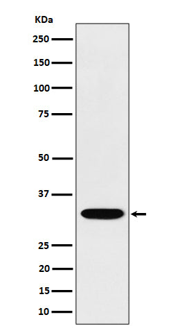 Western blot analysis of TSFM expression in Jurkat cell lysate.