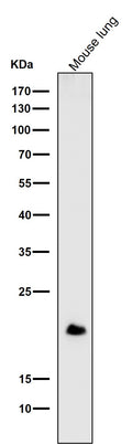 All lanes use the Antibody at 1:1W dilution for 1 hour at room temperature.