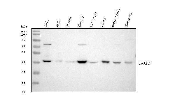 Anti-SOX1 Rabbit Monoclonal Antibody