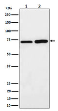 Western blot analysis of PREPL expression in (1) MCF7 cell lysate; (2) C6 cell lysate.