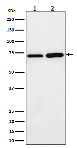 Western blot analysis of PREPL expression in (1) MCF7 cell lysate; (2) C6 cell lysate.