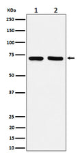 Western blot analysis of PREPL expression in (1) MCF7 cell lysate; (2) Raw264.7 cell lysate.