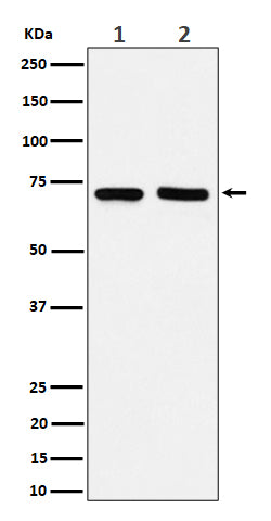 Western blot analysis of PREPL expression in (1) MCF7 cell lysate; (2) Raw264.7 cell lysate.