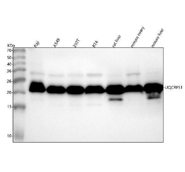 Anti-UQCRFS1 Rabbit Monoclonal Antibody
