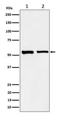 Western blot analysis of SNX4 expression in (1) A431 cell lysate; (2) Raw264.7 cell lysate.