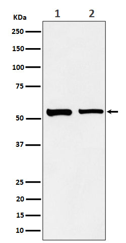 Western blot analysis of SNX4 expression in (1) A431 cell lysate; (2) Raw264.7 cell lysate.