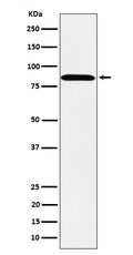 Western blot analysis of PPM1E expression in SH-SY5Y cell lysate.