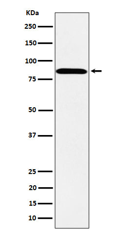 Western blot analysis of PPM1E expression in SH-SY5Y cell lysate.