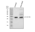 Anti-Tetranectin Rabbit Monoclonal Antibody