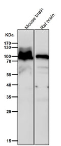 All lanes use the Antibody at 1:6K dilution for 1 hour at room temperature.