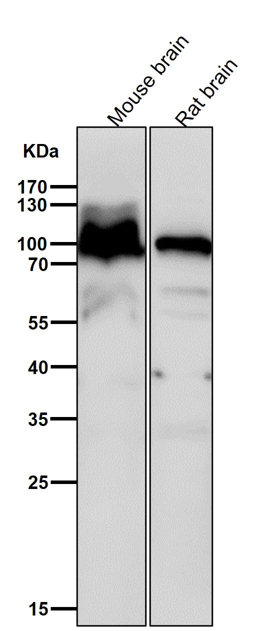All lanes use the Antibody at 1:6K dilution for 1 hour at room temperature.