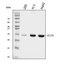 Anti-Histone H1.0/H1F0 Antibody Picoband® (monoclonal, 5I3E6)