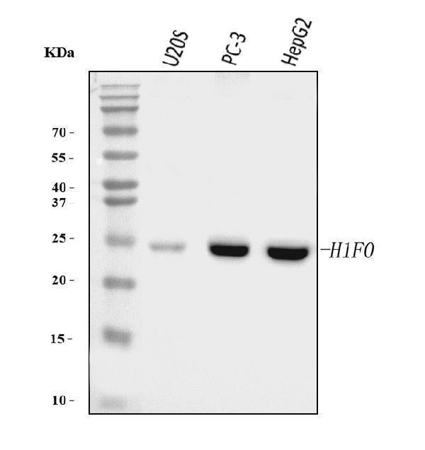 Anti-Histone H1.0/H1F0 Antibody Picoband® (monoclonal, 5I3E6)