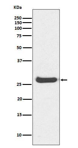 Western blot analysis of Histone H1.0 expression in Human kidney lysate.
