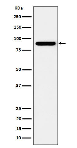 Western blot analysis of HOOK2 expression in HeLa cell lysate.