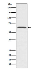 Western blot analysis of CDC42EP1 expression in HUVEC cell lysate.