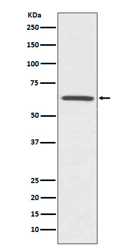 Western blot analysis of CDC42EP1 expression in HUVEC cell lysate.